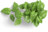 leaf icon