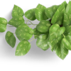 leaf icon